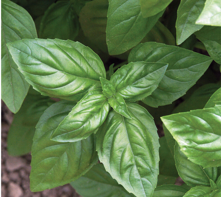 Genovese Basil