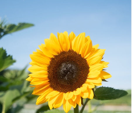 Orange Procut Sunflowers (6 pack)