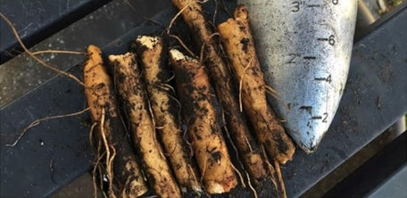 Organic Comfrey Root Cuttings