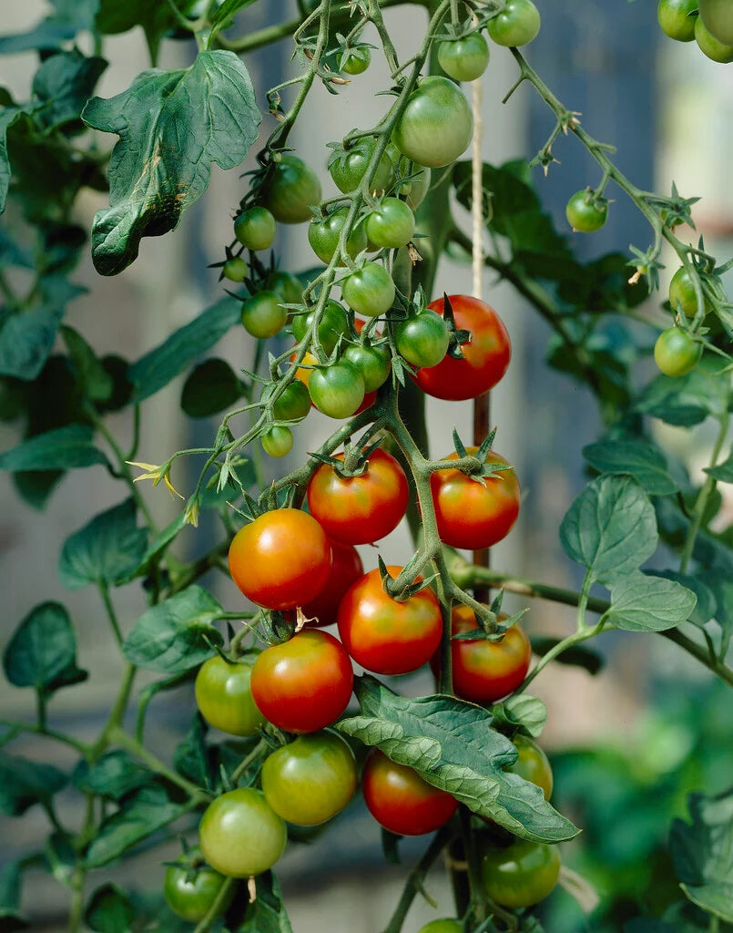 Sakura Cherry Tomato