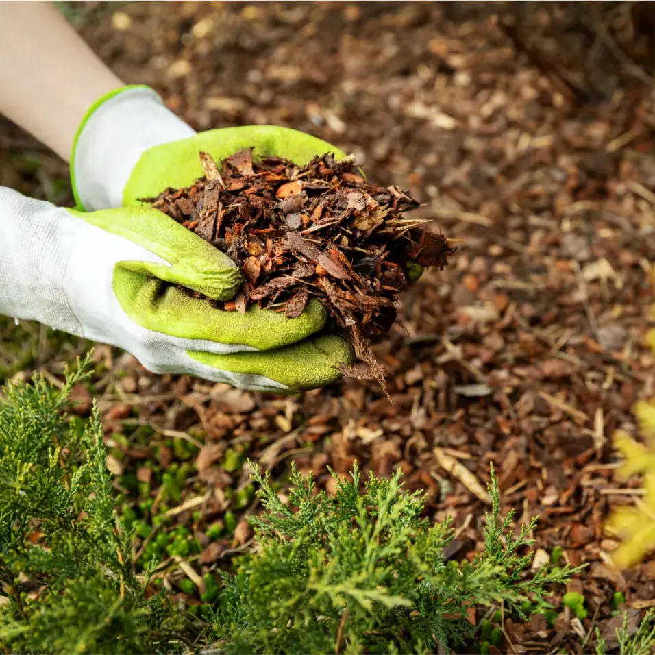 Benefits of Mulching Your Vegetable Garden