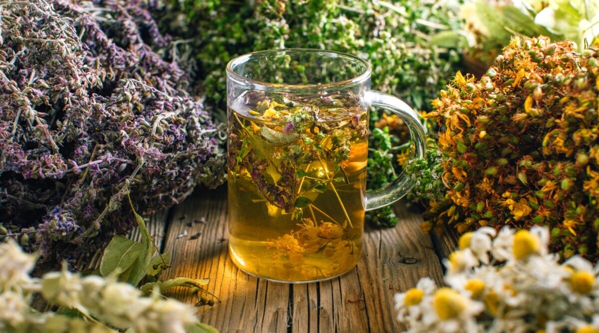 How to Grow a Home Tea Garden
