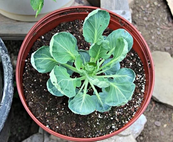 Brussels Sprouts