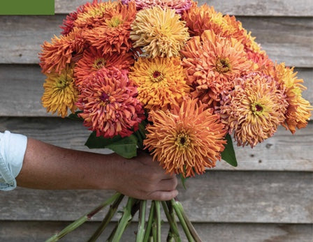 Zinnias