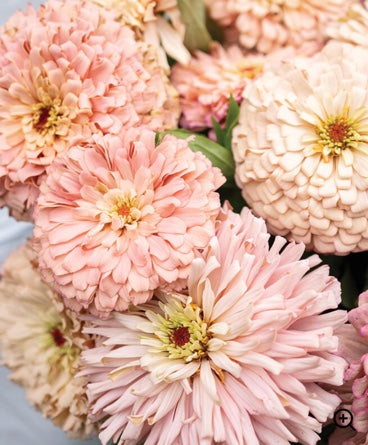 Zinnias