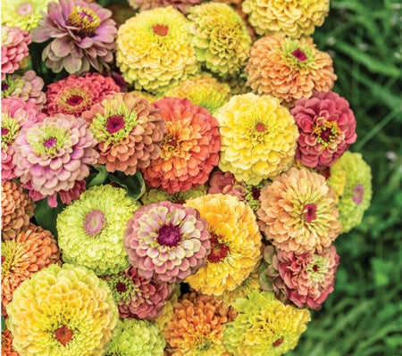 Zinnias