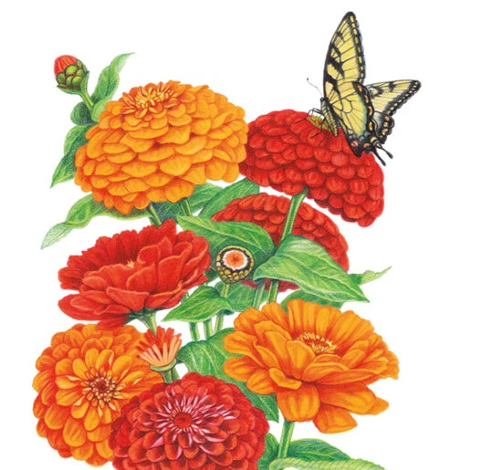 Zinnias